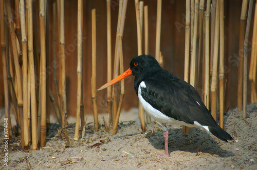 vogel