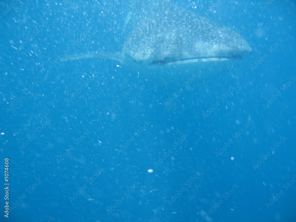 Fototapeta premium whale shark