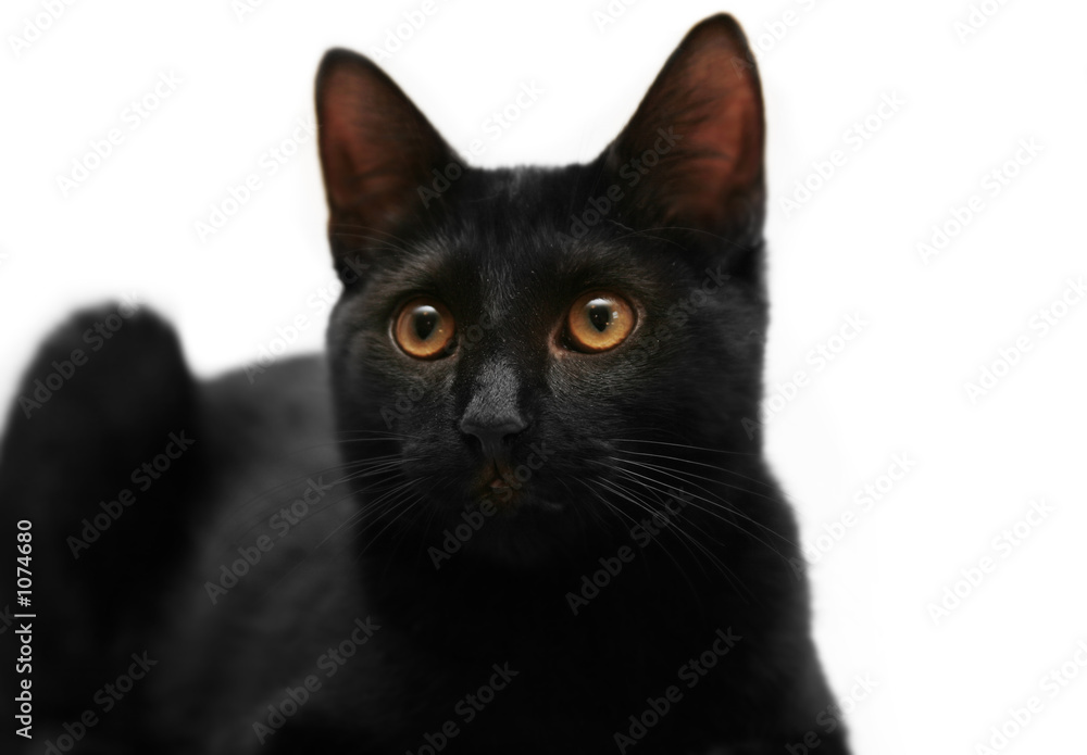 black cat black cat