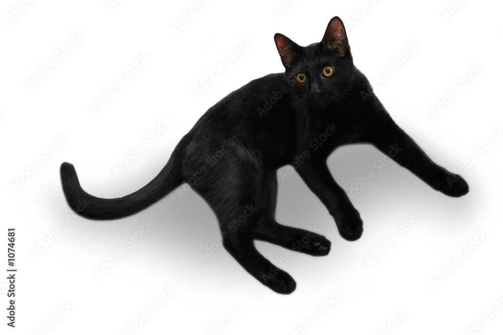 Obraz premium black cat