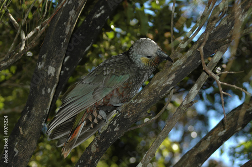 nestor kaka