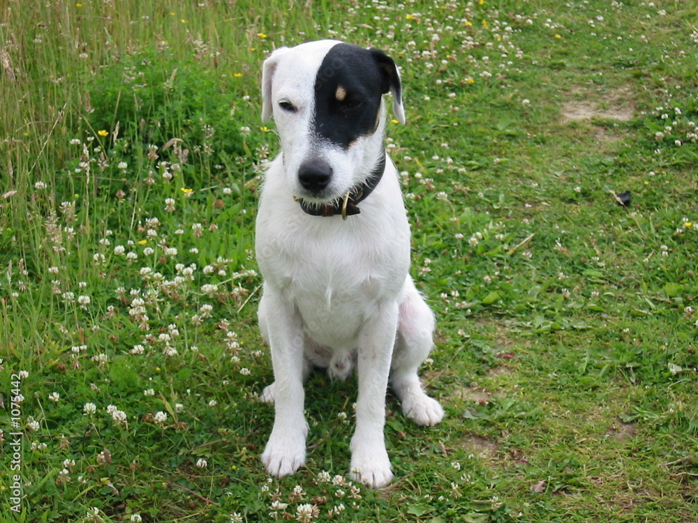 parson russell terrier 01