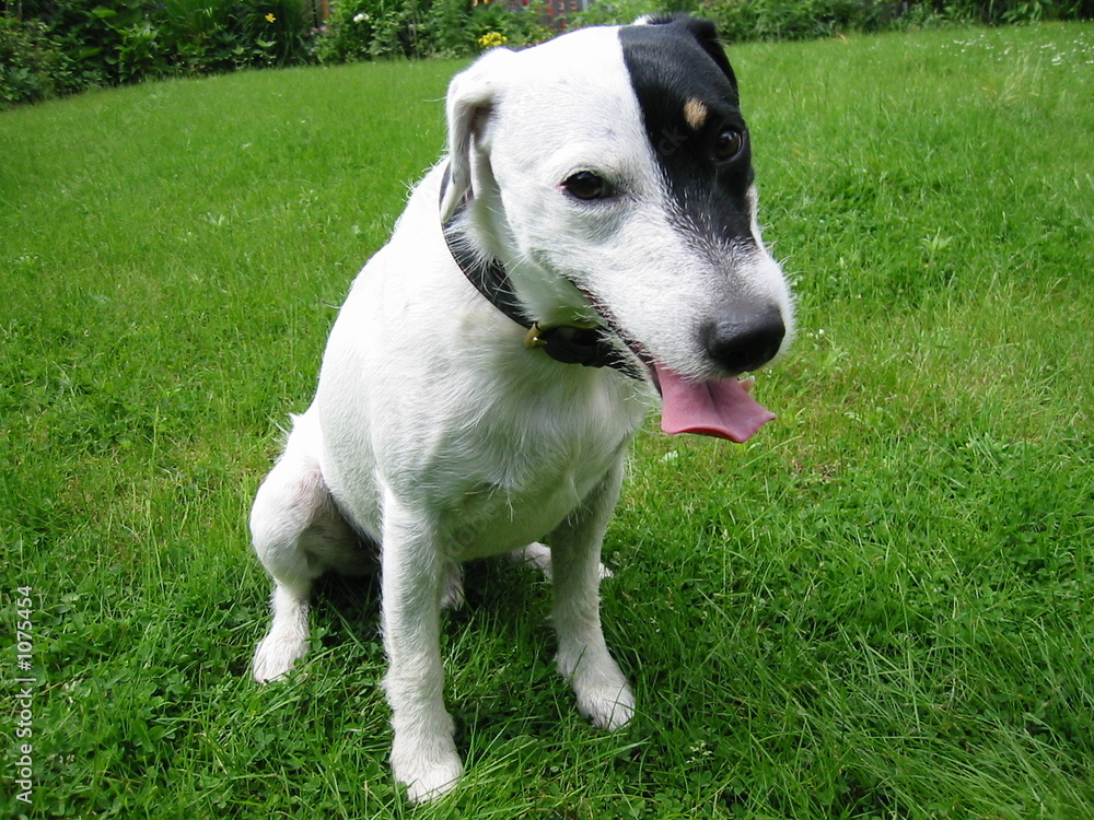 parson russell terrier 06