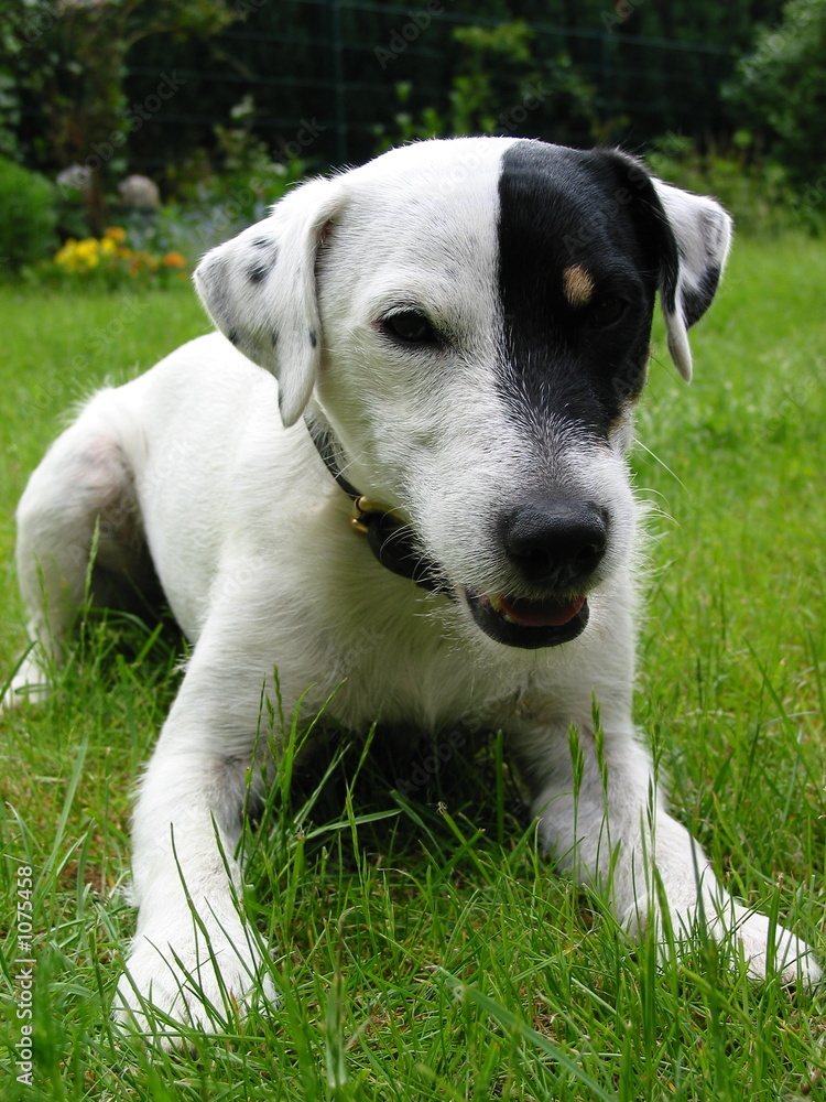 parson russell terrier 08
