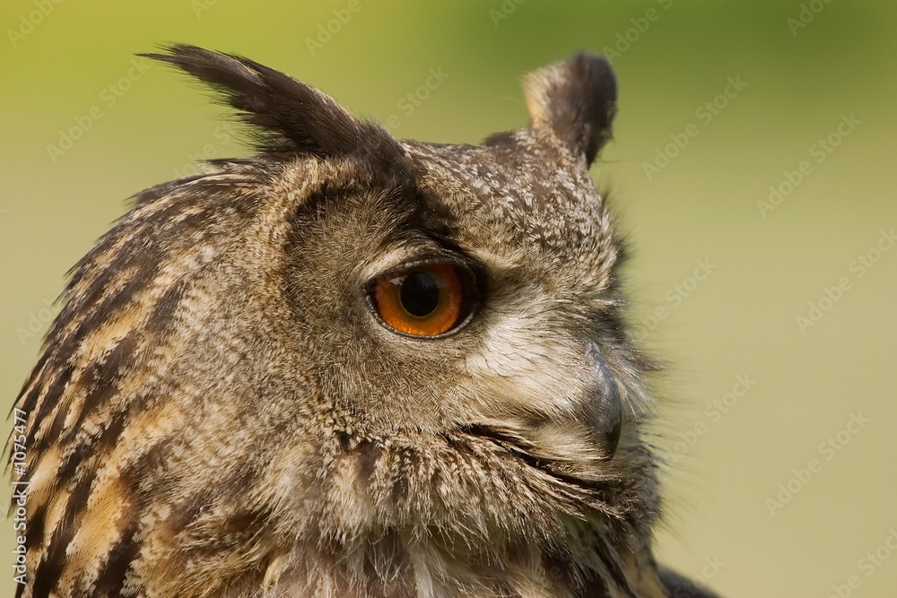 Fototapeta premium uhu