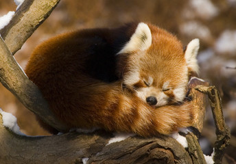 Fotobehang Panda Rode panda tussen groene bladeren  © Martin Vrlik