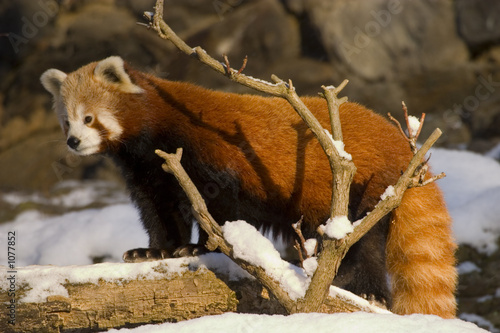 red panda (ailurus fulgens)
