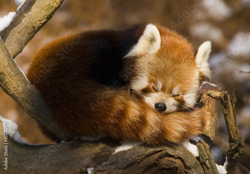 red panda (ailurus fulgens) #1077893