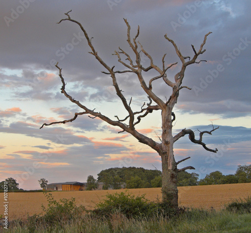 lonely tree