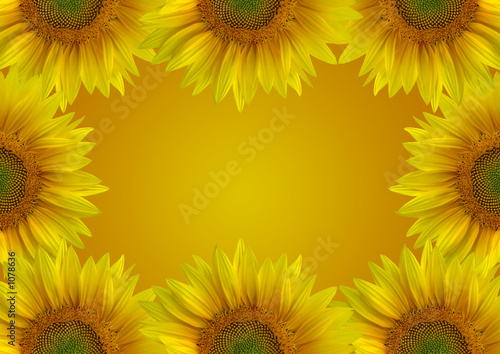 hintergrund sonnenblumen photo