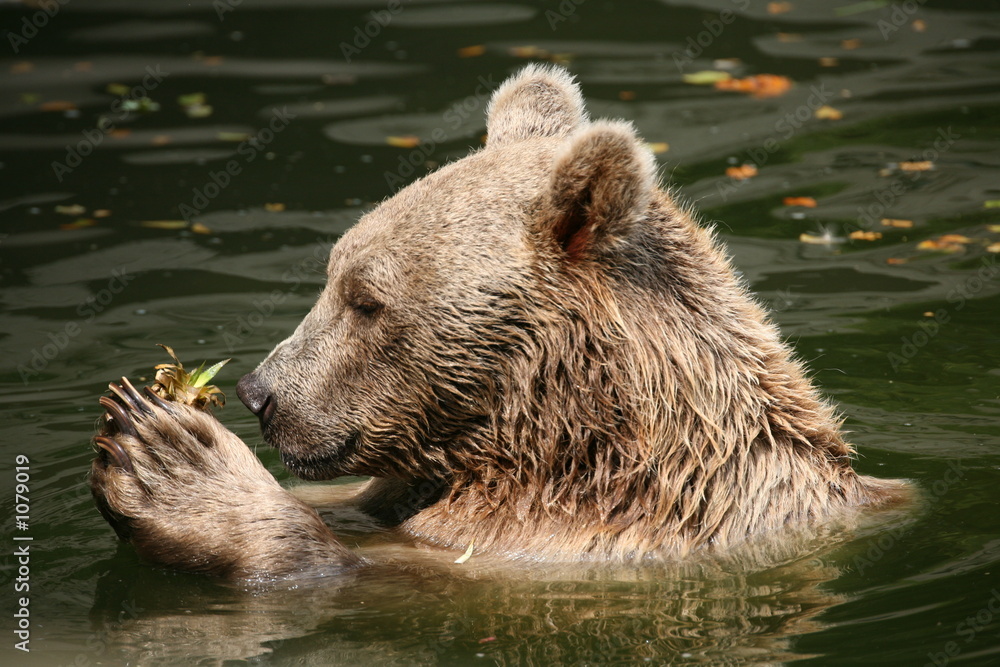Fototapeta premium braunbär
