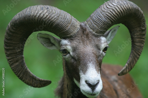 Canvas Print mouflon - ovis musimon
