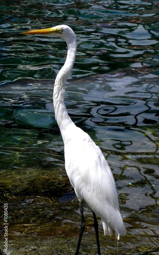 great egret