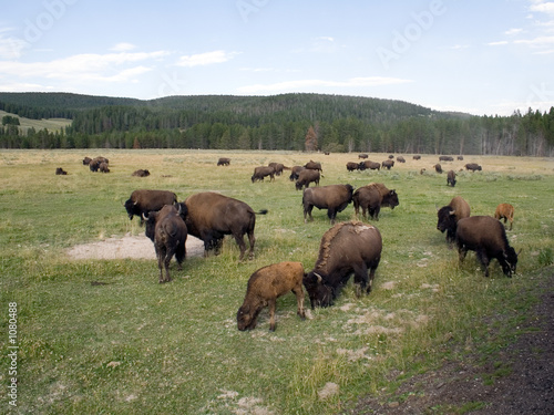 bison in yellowstone national park © granitepeaker