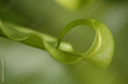 tip of leaf