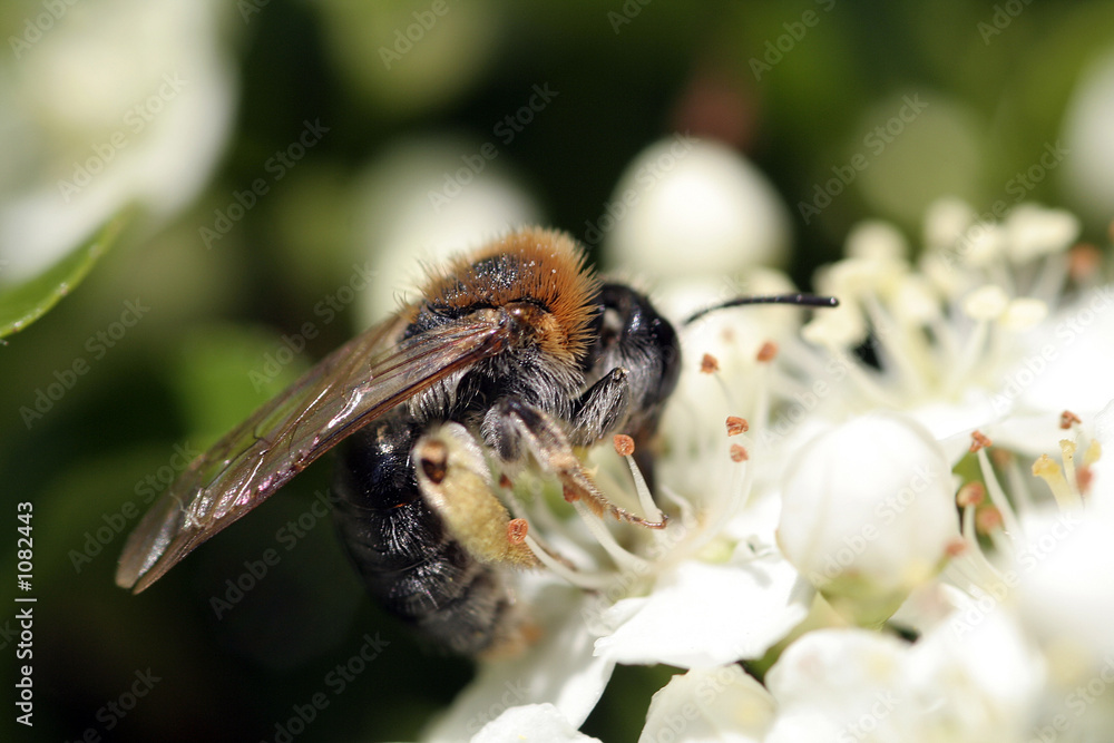 bourdon bourdon