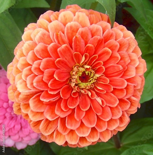 blume