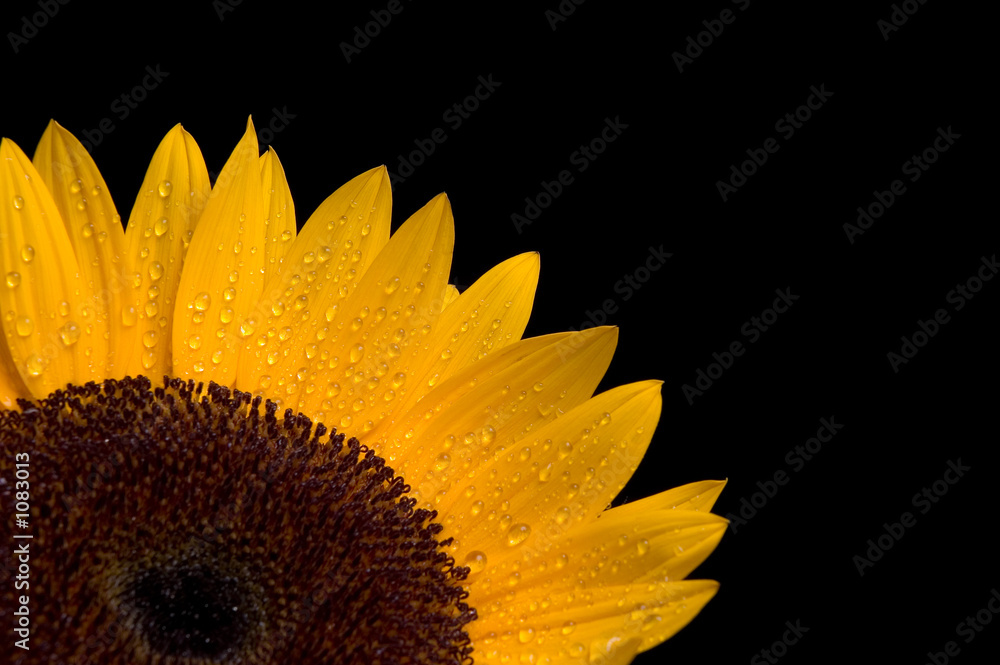 Obraz premium sunflower