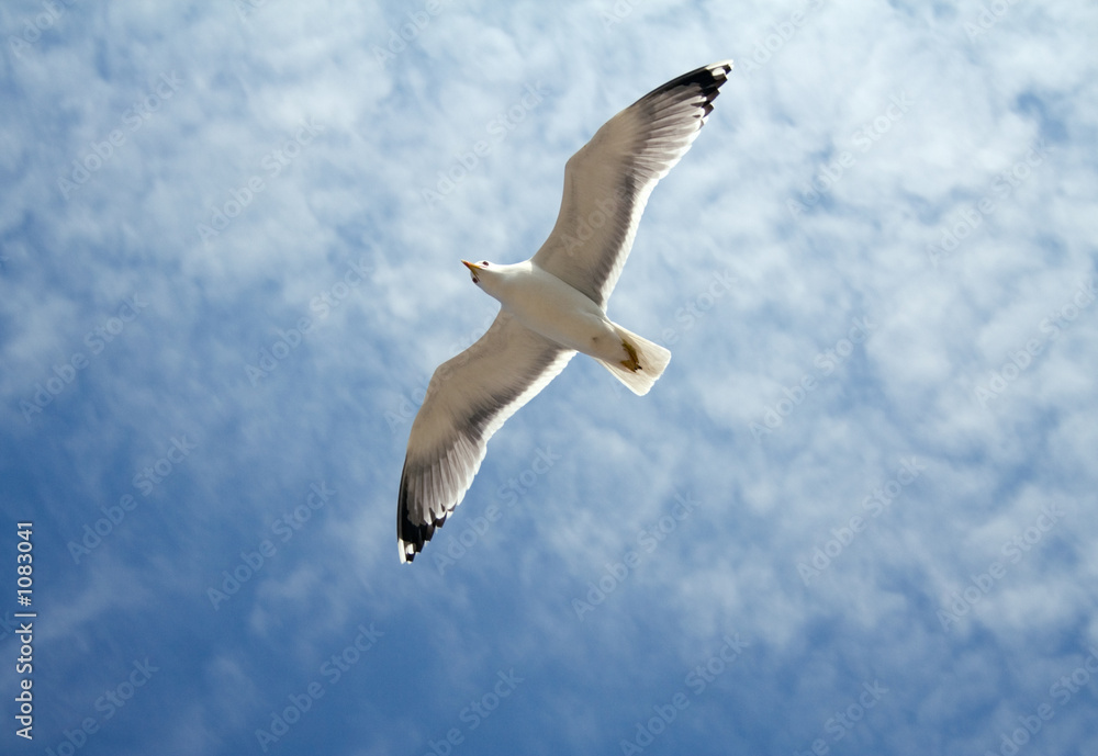 Obraz premium seagull