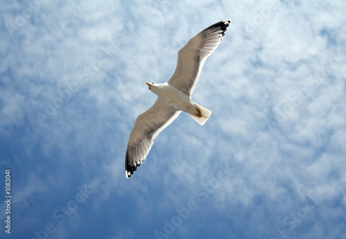 seagull