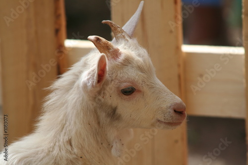 little goat