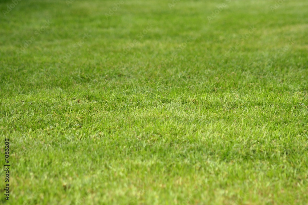 green grass texture green grass texture