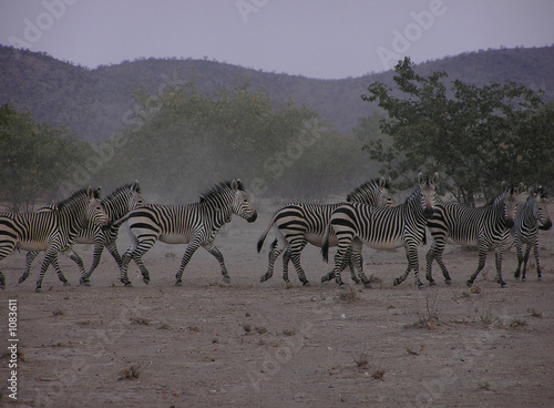 zebres