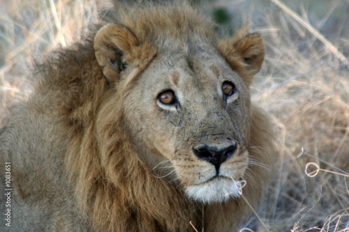 portrait de lion