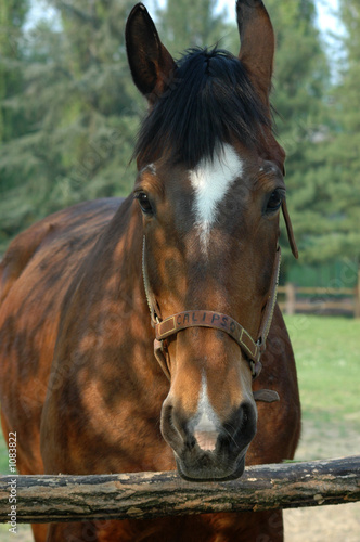 brown horse