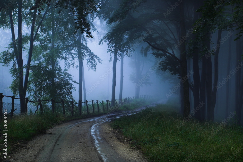 Fototapeta premium mystical forest