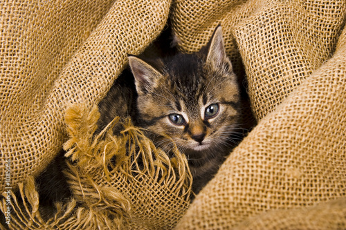 cat in bag photo