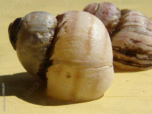 snails