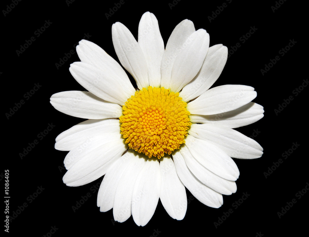 white daisy flower white daisy flower