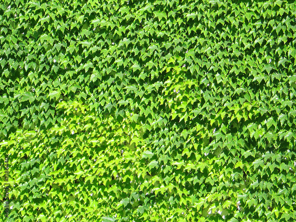 ivy-covered wall ivy-covered wall