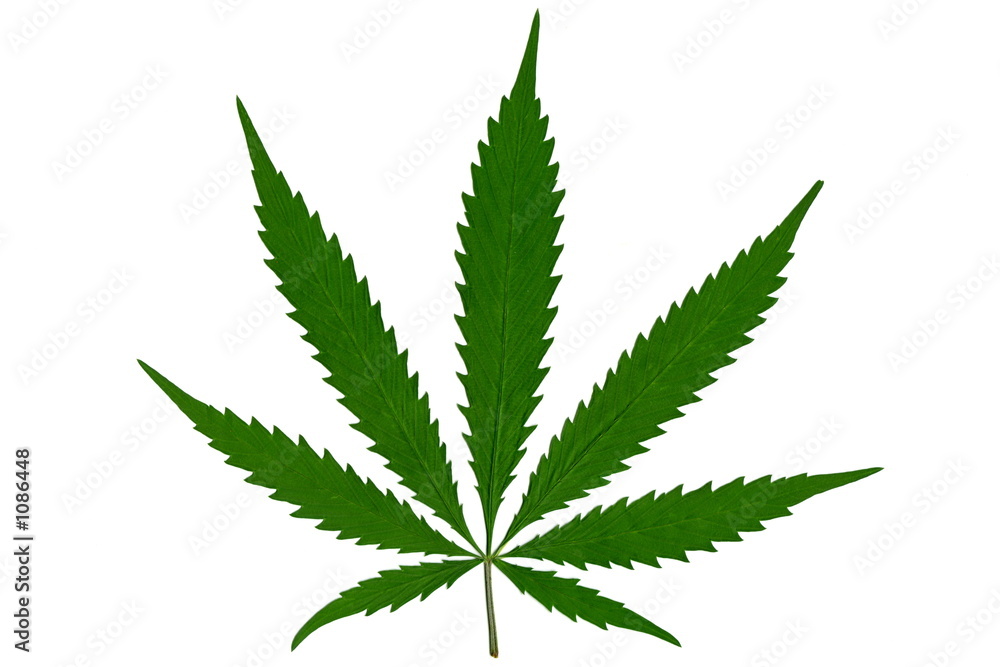feuille de cannabis feuille de cannabis