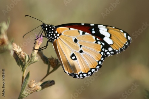 papillon monarque © Frédéric LEVIEZ