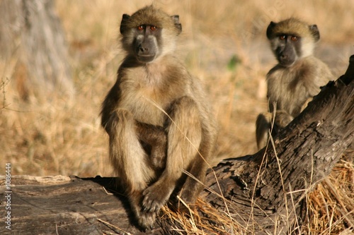 deux babouins
