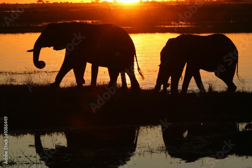 elephants au coucher du soleil