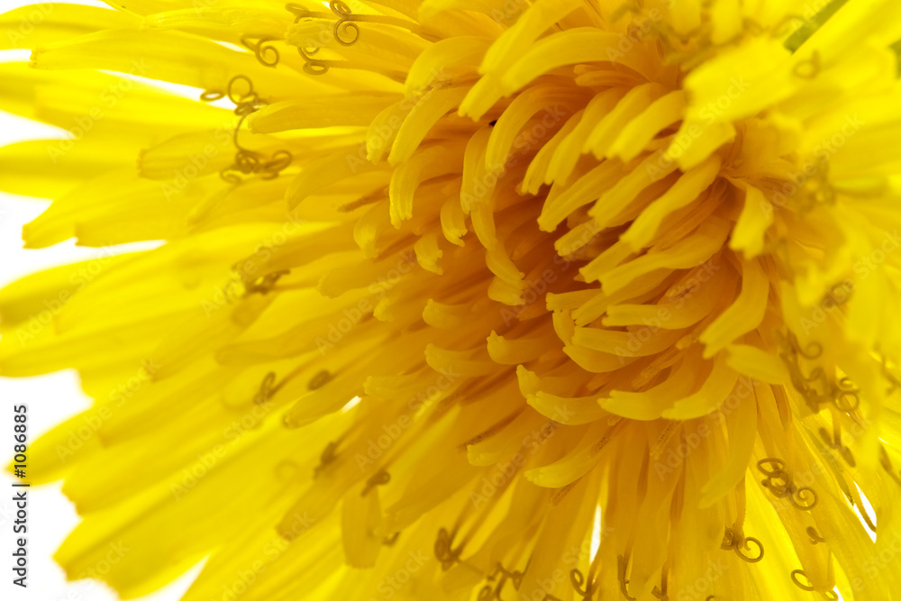dandelion background dandelion background