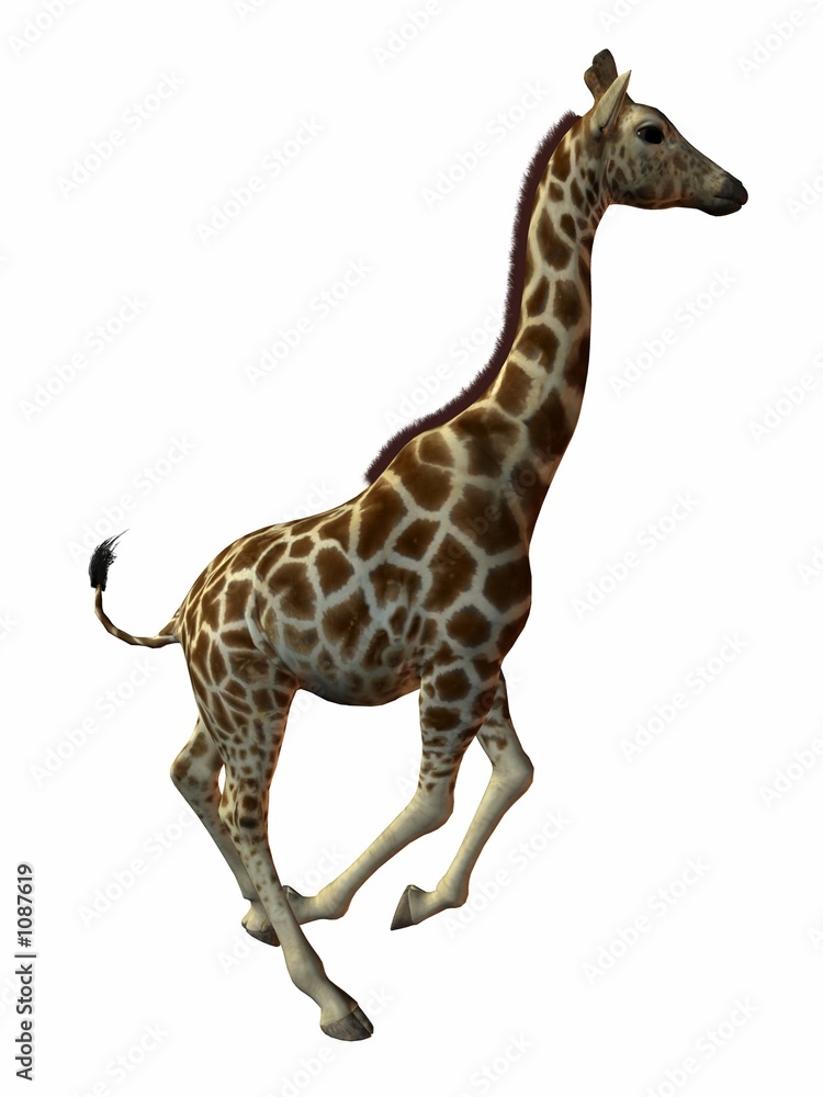 Naklejka premium giraffe