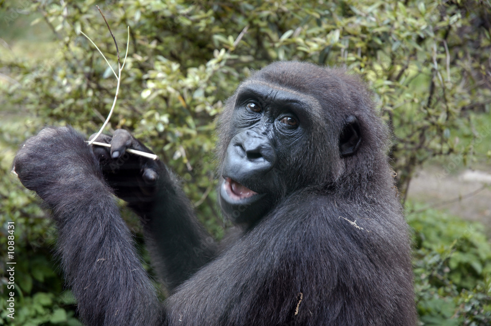 Obraz premium i am watching you