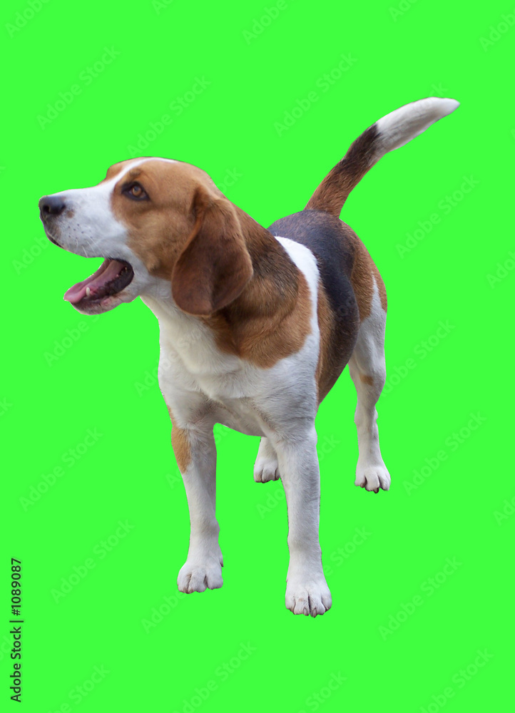 beagle