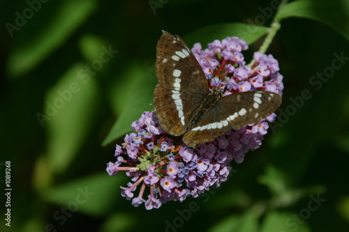 großer schillerfalter - apatura iris photo