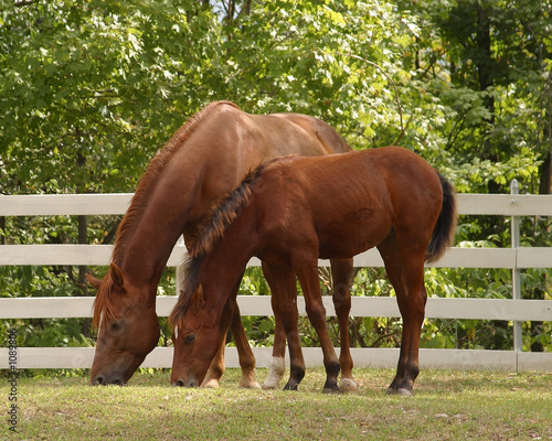 mare and foal eating grass