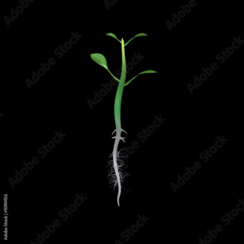Valokuva sprout