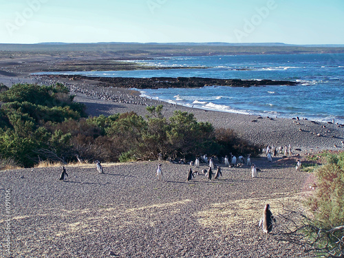 magellan penguins
