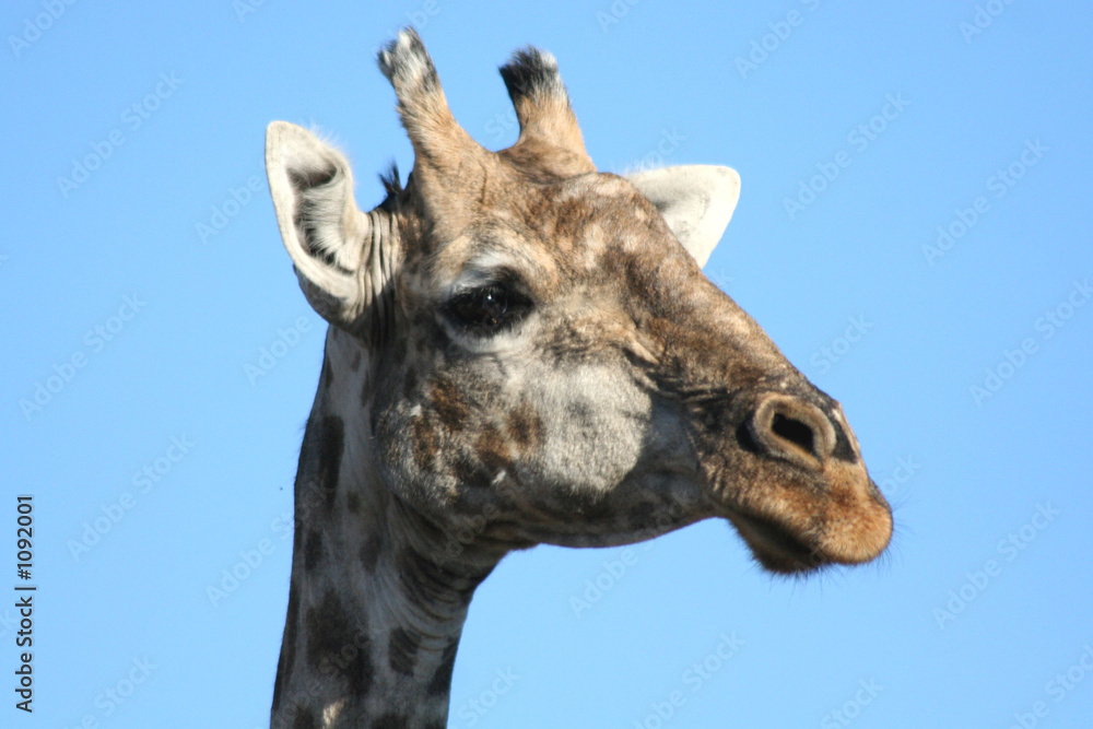 portrait de girafe