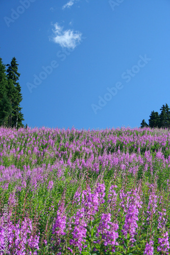 fireweed