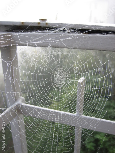 spider web photo