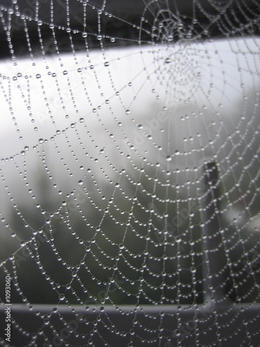 misty web